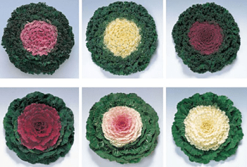Coles Decorativas para el Jardín 2 Coles Decorativas para el Jardín 2