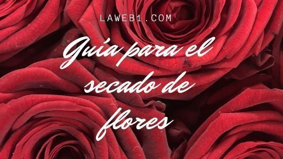 Guía para el secado de las flores 2 secado de flores