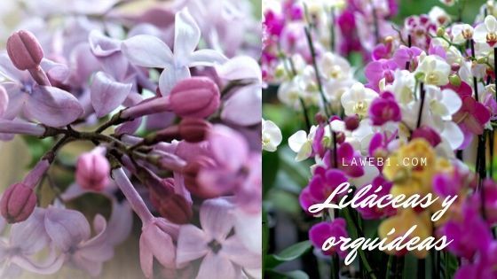 Liliáceas y Orquídeas 5 lilaceas y orquídeas