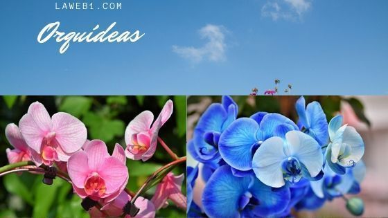 Liliáceas y Orquídeas 3 lilaceas y orquídeas