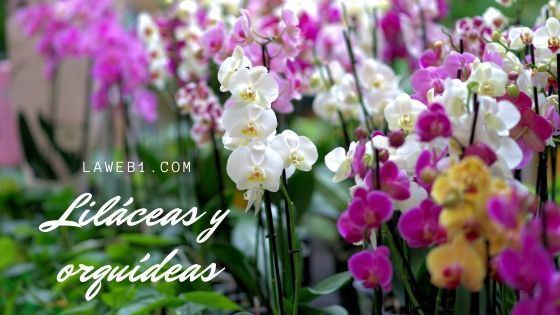 Liliáceas y Orquídeas 6 liláceas y orquídeas