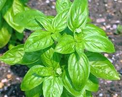 Plantas aromáticas para condimentar las comidas 6 Plantas aromáticas para condimentar las comidas 5