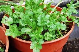 Plantas aromáticas para condimentar las comidas 3 Plantas aromáticas para condimentar las comidas 2