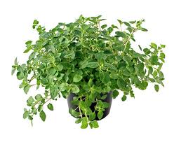 Plantas aromáticas para condimentar las comidas 5 Plantas aromáticas para condimentar las comidas 4