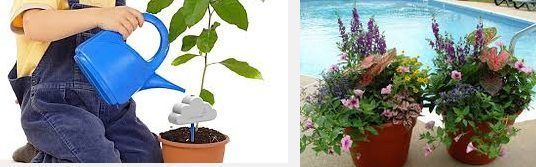 Riego de Plantas cuando te Vas de Vacaciones 4 Riego de Plantas cuando te Vas de Vacaciones 2