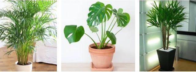 Cómo cuidar las plantas interiores 3 Cómo cuidar las plantas interiores 2