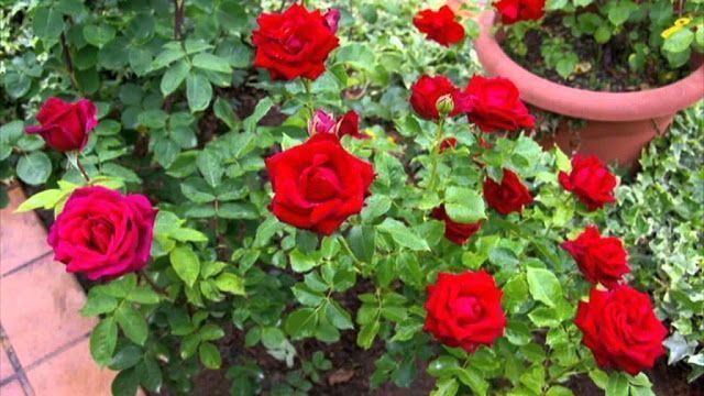 Flores para el jardín 6 Flores para el jardín 5