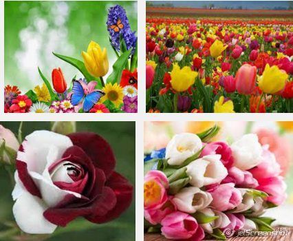Guía para el secado de las flores 3 Guía para el secado de las flores 1