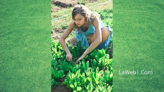 Consejos para Cuidar el Jardín 4 Cómo decorar un jardín