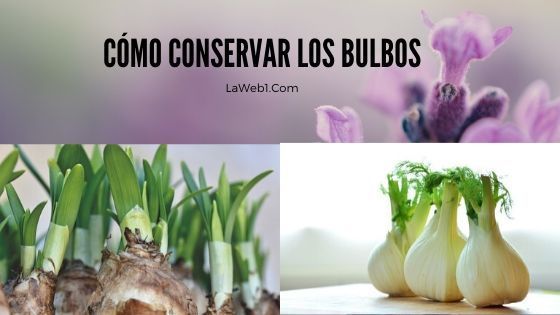 Maneras de Conservar los Bulbos 2 como conservar los bulbos