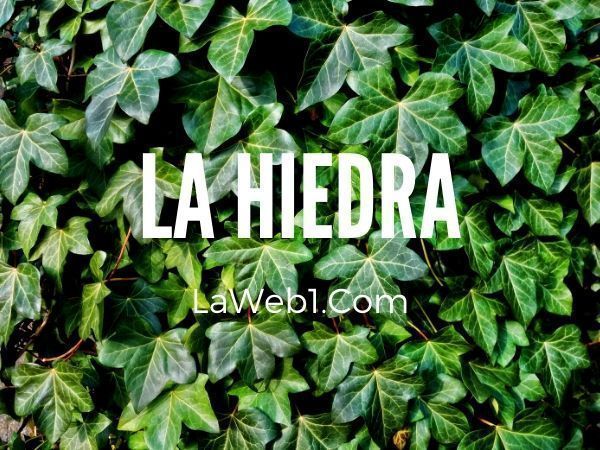 La hiedra 3 la hiedra