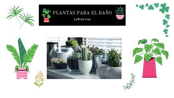 Decoración con plantas en el baño 3 plantas de interior para decorar