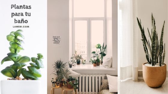 Cómo cuidar las plantas interiores 4 plantas de interior para decorar