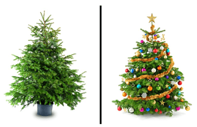 Plantas decorativas para la navidad 2 Plantas decorativas para la navidad 2