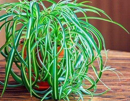 Las Plantas Sienten 3 plantas cintas bicolores