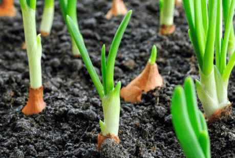 Cómo cultivar hortalizas caseras 3 Cómo cultivar hortalizas caseras 1