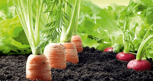 Cómo cultivar hortalizas caseras 2 cultivo