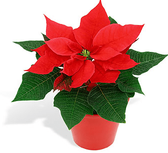 Plantas decorativas para la navidad 3 Plantas decorativas para la navidad 3