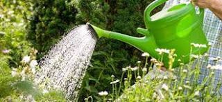 Riego de Plantas cuando te Vas de Vacaciones 3 Riego de Plantas cuando te Vas de Vacaciones 1