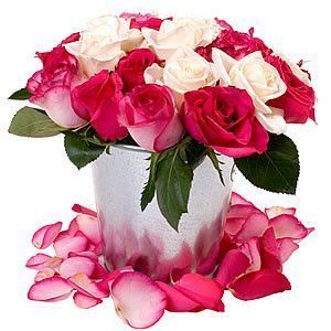 Cómo Regar las Rosas 2 Cómo Regar las Rosas 2