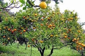 ¿Te gustaría tener frutales en tu casa? 2 ¿Te gustaría tener frutales en tu casa? 1