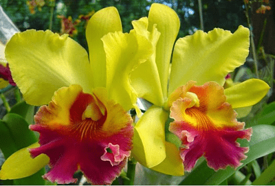 Liliáceas y Orquídeas 7 Liliáceas y Orquídeas 2