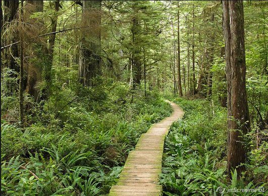 Valle The Hoh, Washington Valle The Hoh, Washington